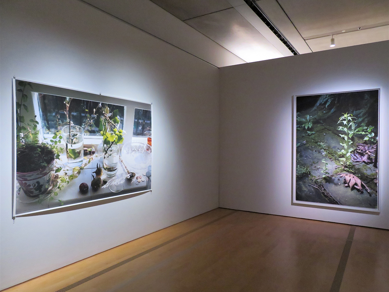 左から、ヴォルフガング・ティルマンス《静物、ボーン・エステート》2002年、《草》2014年。共にポーラ美術館